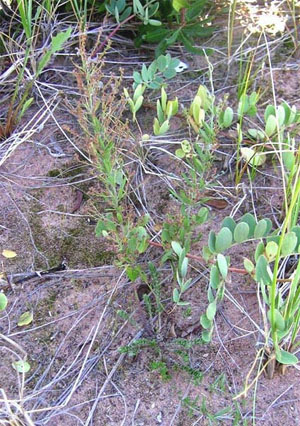 Beach Pinweed (lechea maritima)