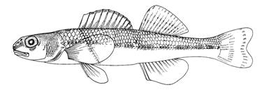 Figure&nbsp;1. Fouille-roche gris (percina copelandi). Dessin de s.&nbsp;Gadd, musée canadien de la nature.La longueur standard du individu est de 4,0&nbsp;cm
