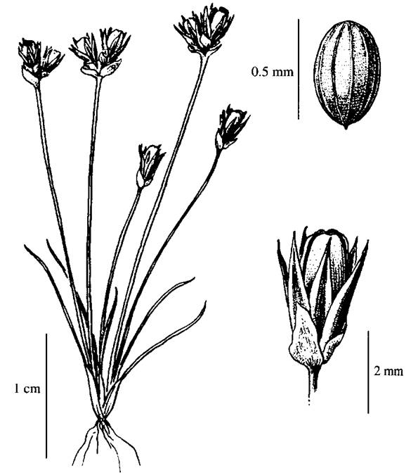 Figure 1. Illustration of Juncus kelloggii by Jeanne R. Janish. Reprinted with permission from George W. Douglas et al. 2001.