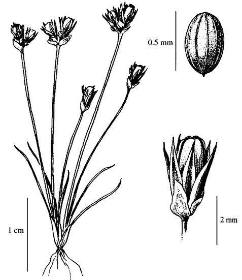 Figure&nbsp;1. Illustration du Juncus kelloggii par Jeanne&nbsp;R.&nbsp;Janish. Reproduction autorisée du dessin paru dans George&nbsp;W.&nbsp;Douglas et&nbsp;al. (2001).