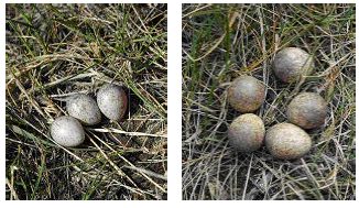 Sprague’s Pipit eggs