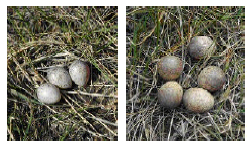 Oeuf du Pipit de Sprague