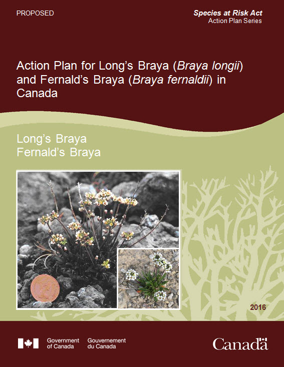 Action Plan for Long's Braya