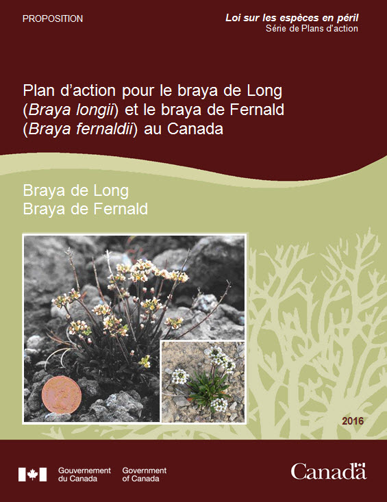 Plan d'action pour le braya de Long
