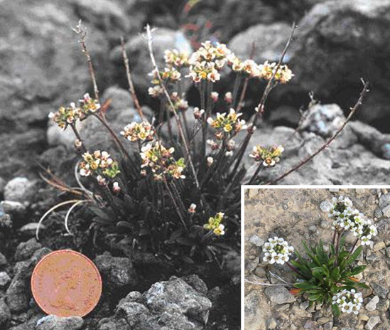 Long's Braya and Fernald's Braya