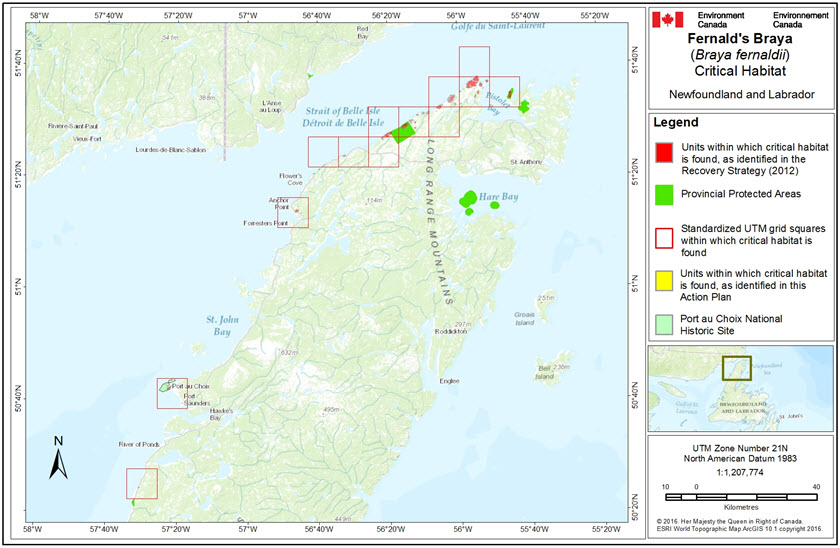 Overview of Fernalds Braya (Braya fernaldii) critical habitat
