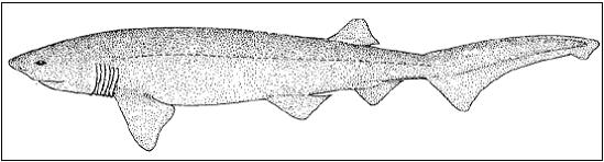 Figure 1. Diagram of the bluntnose sixgill shark. Source: Compagno 1984. (See long description below)
