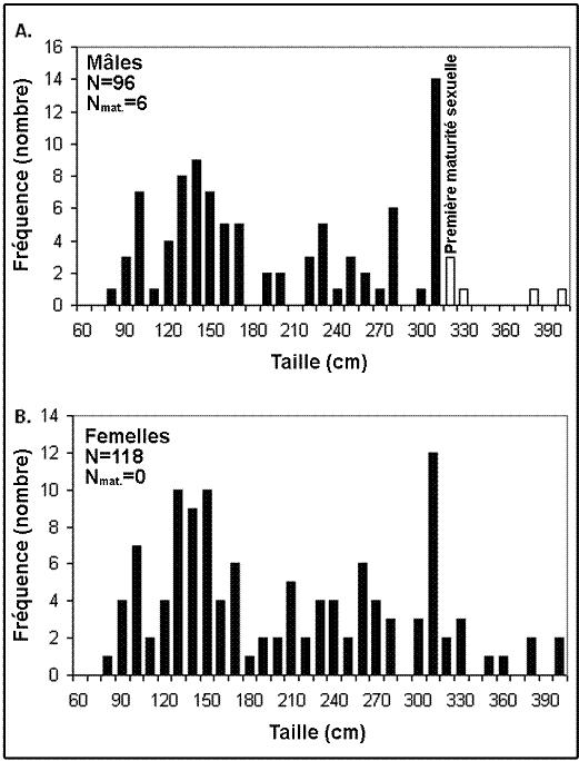Figure 8. Distribution des fréquences de longueurs des requins grisets mâles (tableau supérieur) et femelles (tableau inférieur) capturés lors d’un relevé de recherche le long de la côte ouest de l’île de Vancouver en 1994.