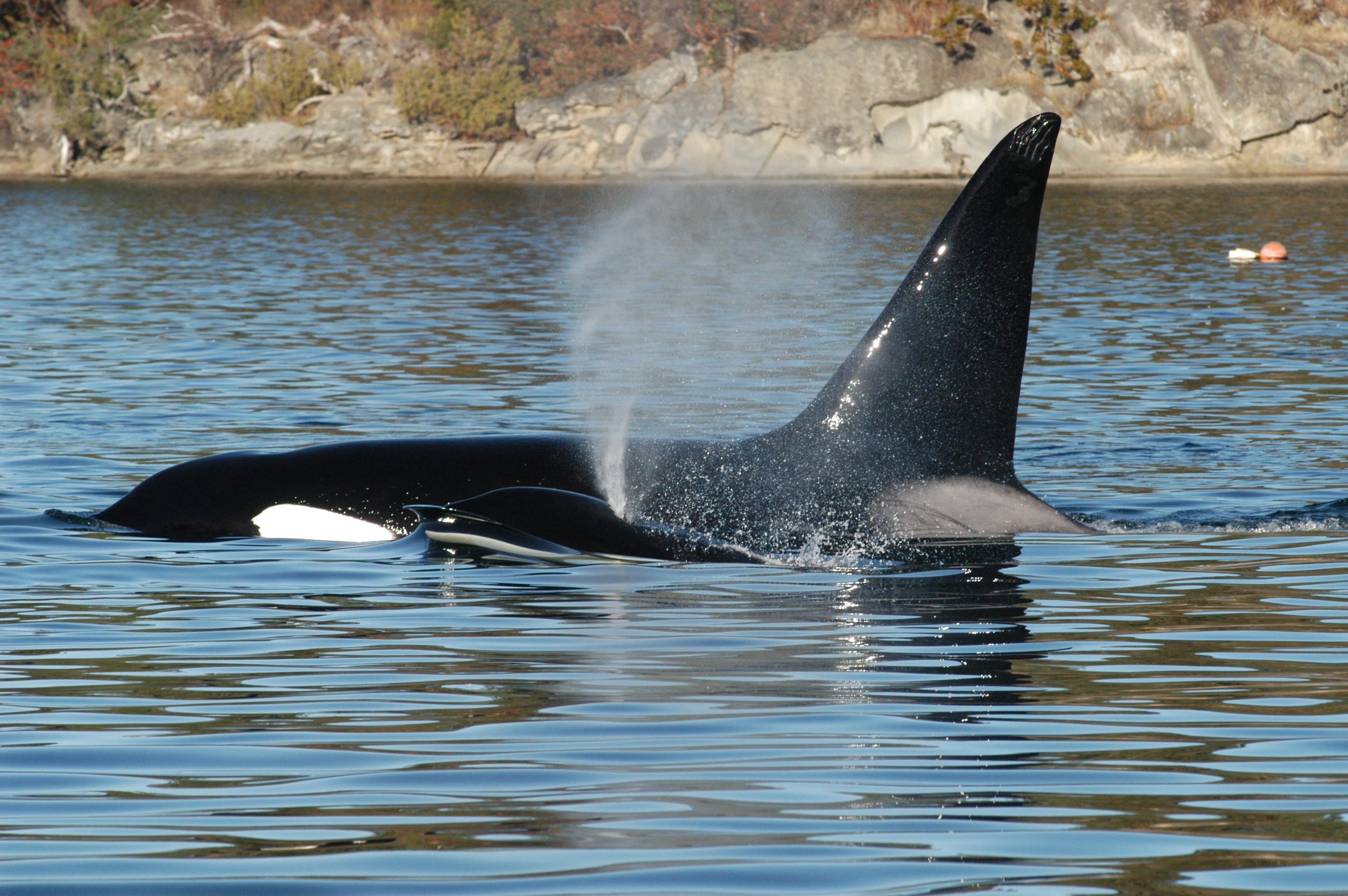 Killer Whales