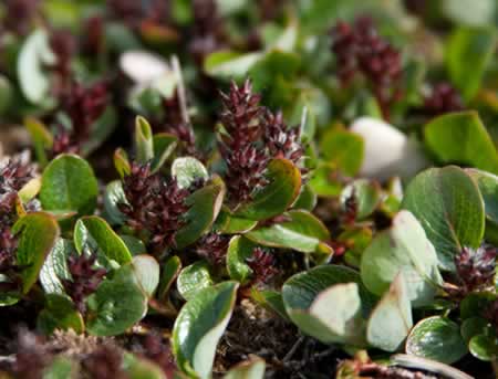 Photo : saule des landes