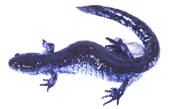 Salamandre unisexuée  dépendante de la salamandre à petite bouche