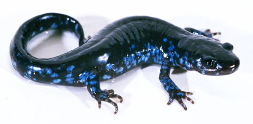 Salamandre unisexuée  dépendante de la salamandre à points bleus