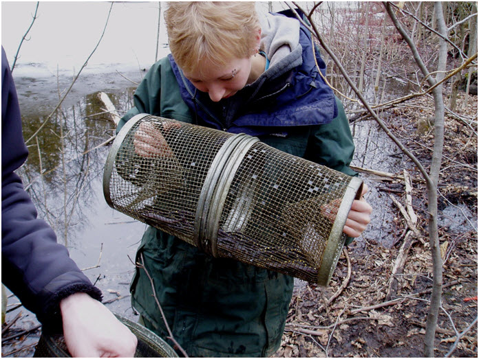 Salamanders are  collected using minnow traps