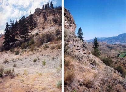 Figure 6. Habitat du Phacelia ramosissima sur le versant est du mont Kruger. Les activités minières (dans le haut de l’image de gauche) ont lieu à quelques mètres de l’habitat. On trouve des Phacelia ramosissima au pied de l’affleurement rocheux (dans l’image de droite).