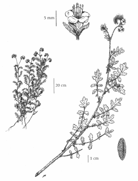 Figure 1.  Illustration du Phacelia ramosissima : port de la plante, avec agrandissement de la fleur (en haut) et de la graine (en bas à droite) -- dessin de Gail F. Harcombe publié dans Douglas et al., 1999a; reproduction autorisée.