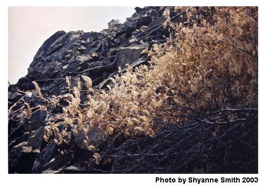 Figure 2. Phacelia ramosissima on talus on the east slope of Mount Kruger, south Okanagan Valley.