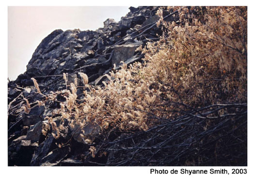 Figure 2. Le Phacelia ramosissima sur un talus d’éboulis du versant est du mont Kruger, dans le sud de la vallée de l’Okanagan.