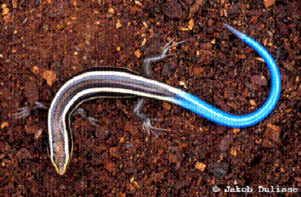 Western Skink