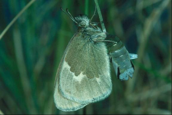 Photo of a male Maritime Ringlet recently emerged from its chrysalis.