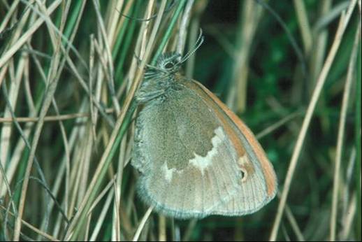 Photo of a female Maritime Ringlet.
