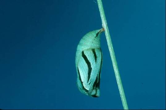 Photo of a Maritime Ringlet chrysalis.
