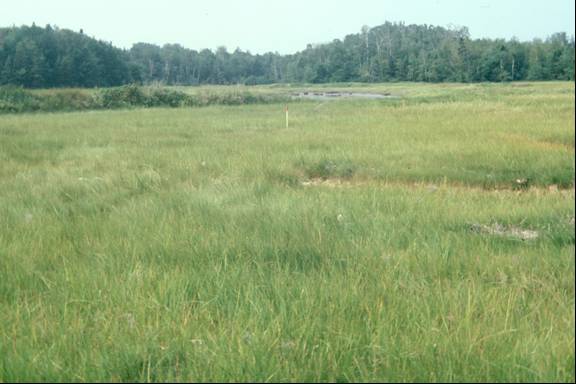 Photo of a salt marsh inhabited by Maritime Ringlet. The salt marsh is located at the estuary of the Peters River.