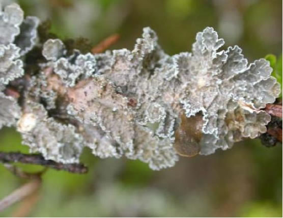 La figure 1 est une image de thalles du lichen appelé néphrome cryptique.