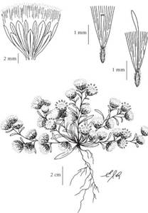 Short-rayed Alkali Aster