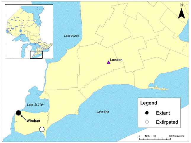 Map: Historical and current distribution of Slender Bush-clover in Ontario.