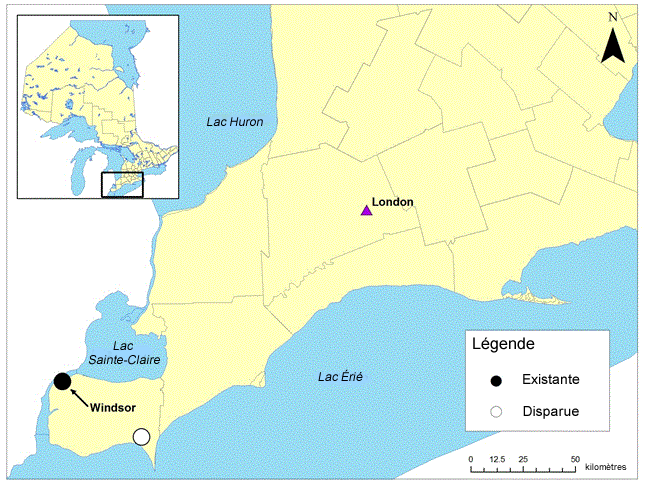 Carte : épartition historique et actuelle de la lespédèze de Virginie en Ontario