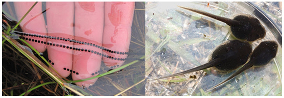 Two-part photo image showing Western Toad eggs and tadpoles (see long description below).
