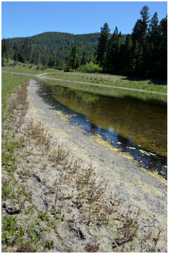 Photo of a mass-breeding site of the Western Toad in the Thompson-Nicola area, British Columbia.(see long description below).