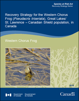 Cover photo: Recovery Strategy for Loggerhead Shrike
