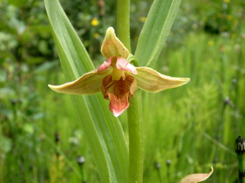 Photo of the flower and leaves of the Giant Helleborine