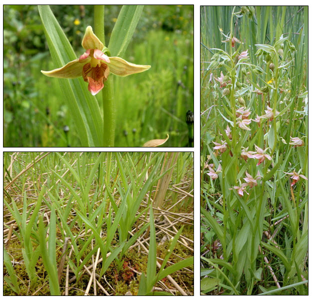three separate images of the Giant Helleborine