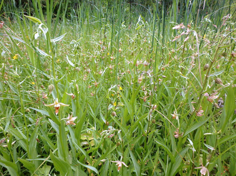 Image of Giant Helleborine habitat