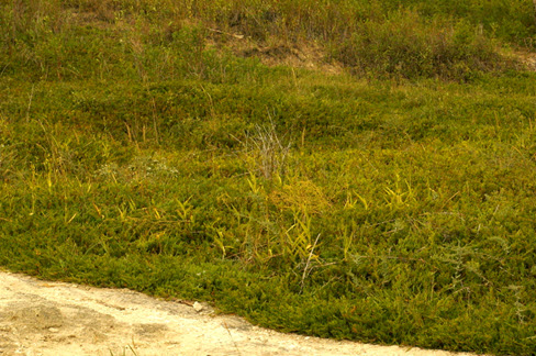 Image of Giant Helleborine habitat