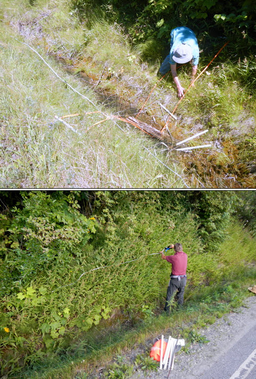 Two images of researches in Giant Helleborine habitat