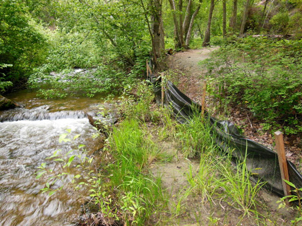 Image of Giant Helleborine habitat along a river bank