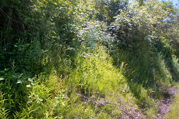 Image of Giant Helleborine habitat
