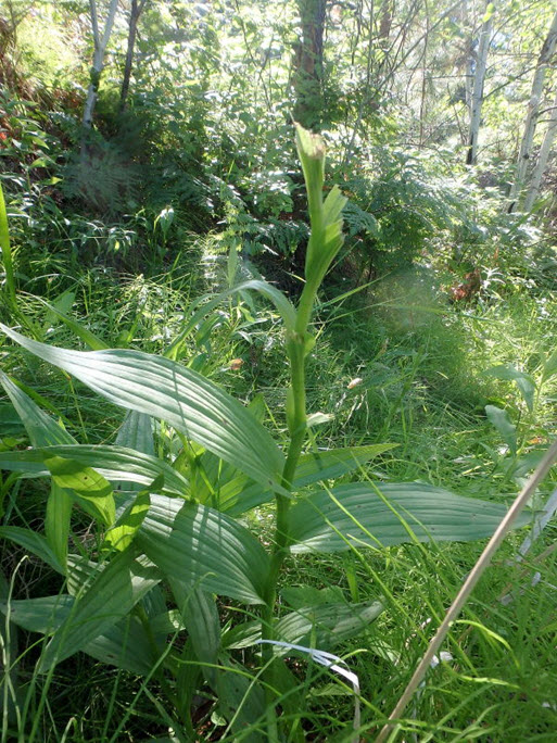 close up image of Giant Helleborine
