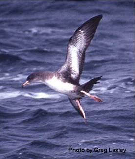 Figure 1.  Pink-footed Shearwater Puffinus creatopus (photo by Greg Lasley).