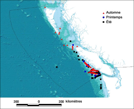 Figure 3. Localisation des mentions de Puffins à pieds roses (Puffinus creatopus), par saison, au large de la côte de la Colombie-Britannique (Canada) de 1980 à 2001. Les zones colorées en bleu pâle, en gris et en vert correspondent à la plate-forme (isobathe de 200 m) et à la pente continentales.