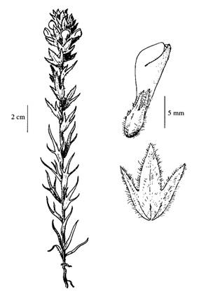 Figure 1. Illustration of Orthocarpus bracteosus (Illustration by J.R. Janish from Hitchcock and Cronquist 1973, with permission).