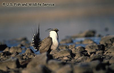 Sage-Grouse phaios subspecies, Greater
