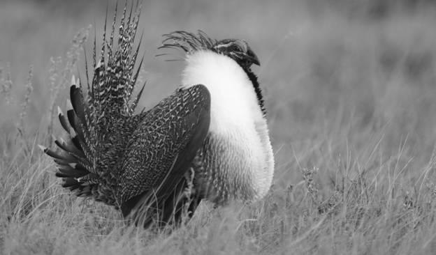 Figure 2. Adult male Greater Sage-Grouse in display in southeastern Alberta(Photo: Krista L. Bush).