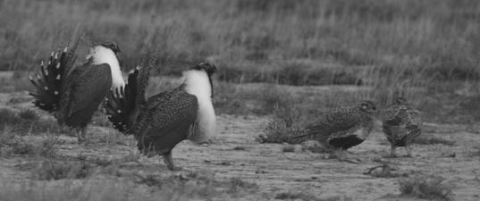 Figure 1.  Tétras des armoises mâles et femelles sur les lieux de reproduction dans le sud-est de l’Alberta (photo : Krista L. Bush).