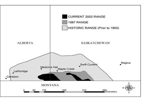 Figure 4. Current and historic distribution of Greater Sage-Grouse in Albertaand Saskatchewan (Adapted from Aldridge and Brigham 2003).