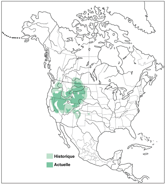 Figure 3. Répartition du Tétras des armoises (tiré de Schroeder et al., 1999).