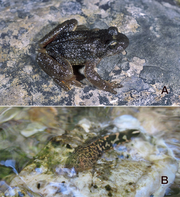 adult male, Bonner County, Idaho and tadpole, Idaho County